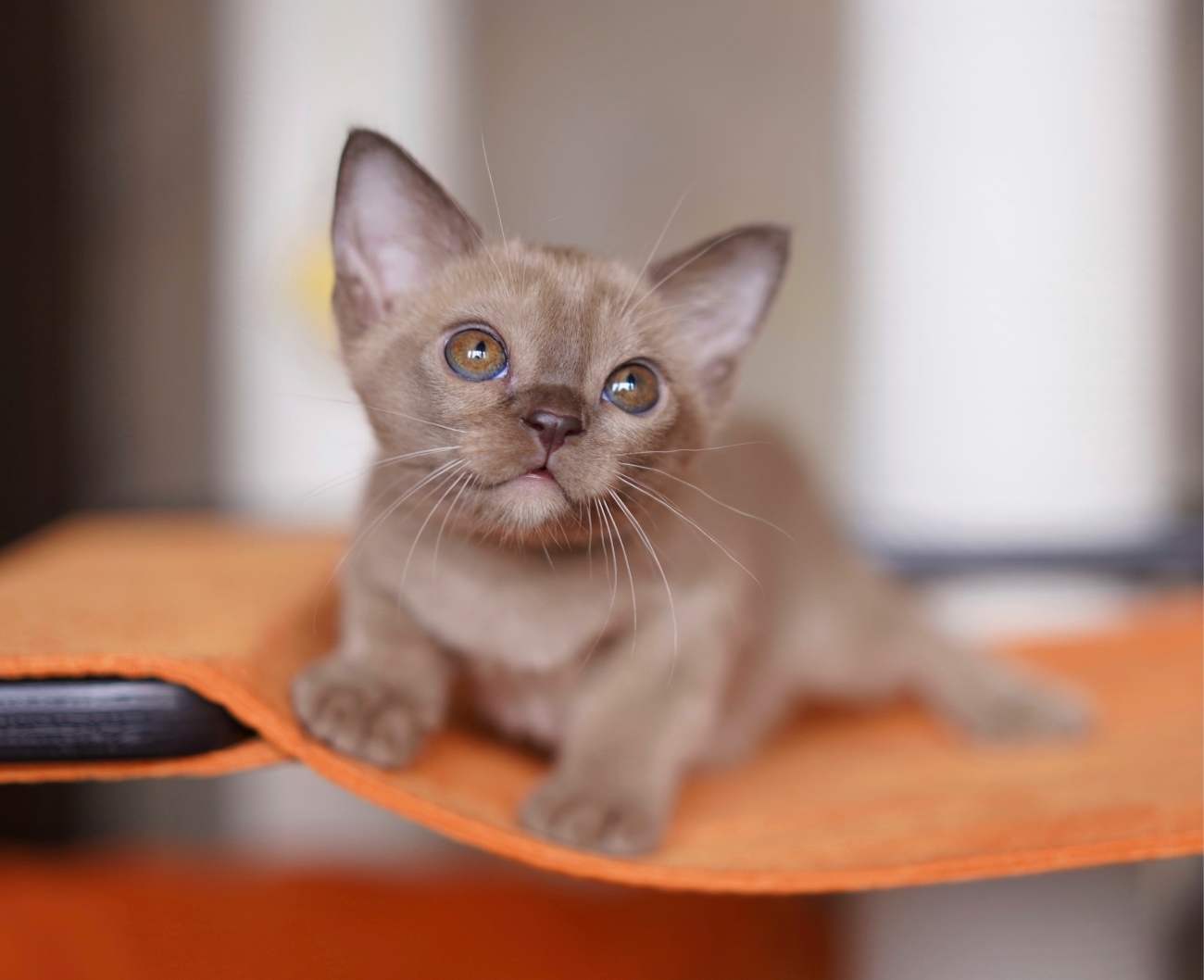 бурманский котенок в питомнике лучшем